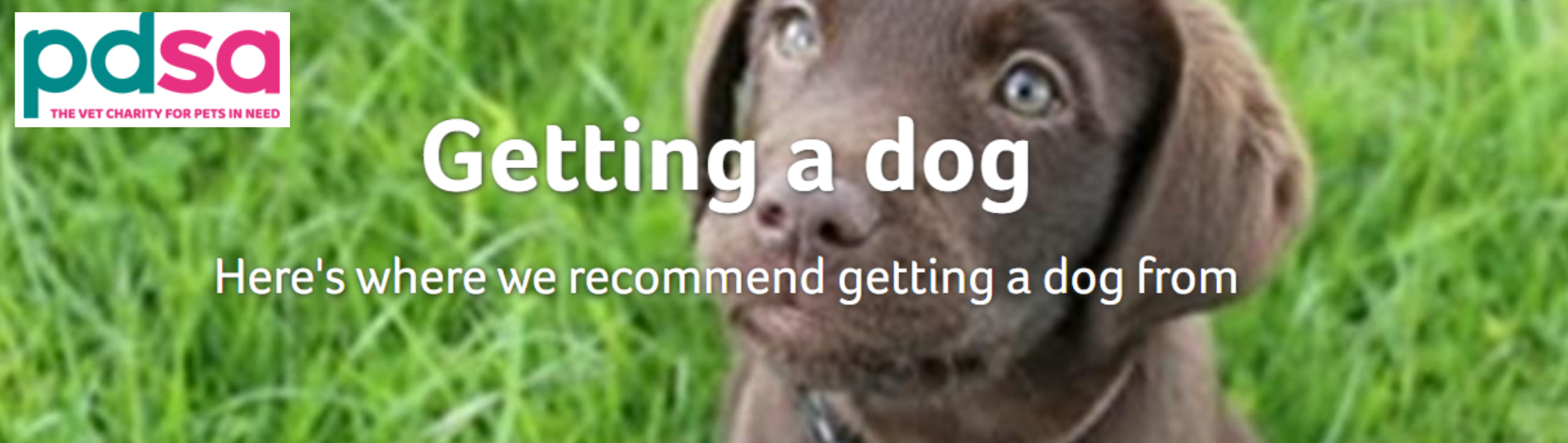 PDSA Dog 1 PDSA Dog 1