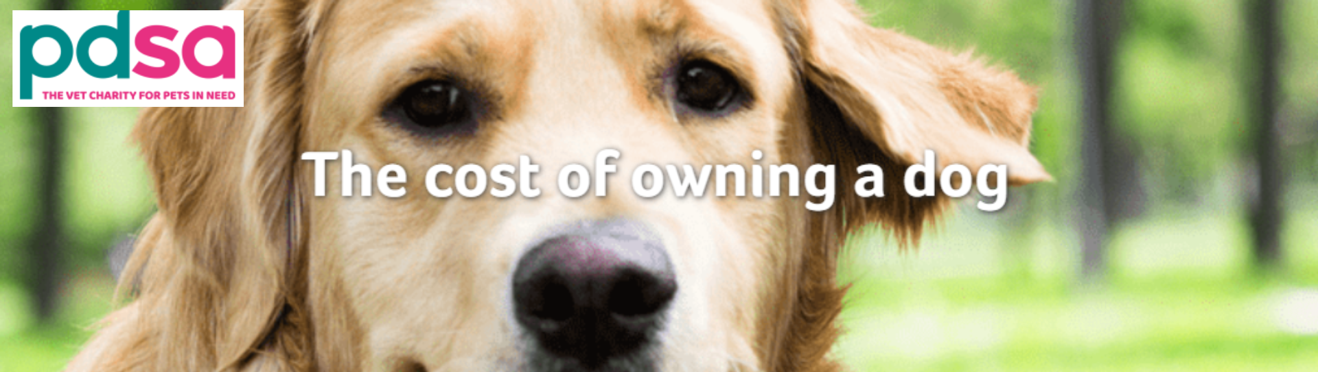 PDSA Dog 2 PDSA Dog 2